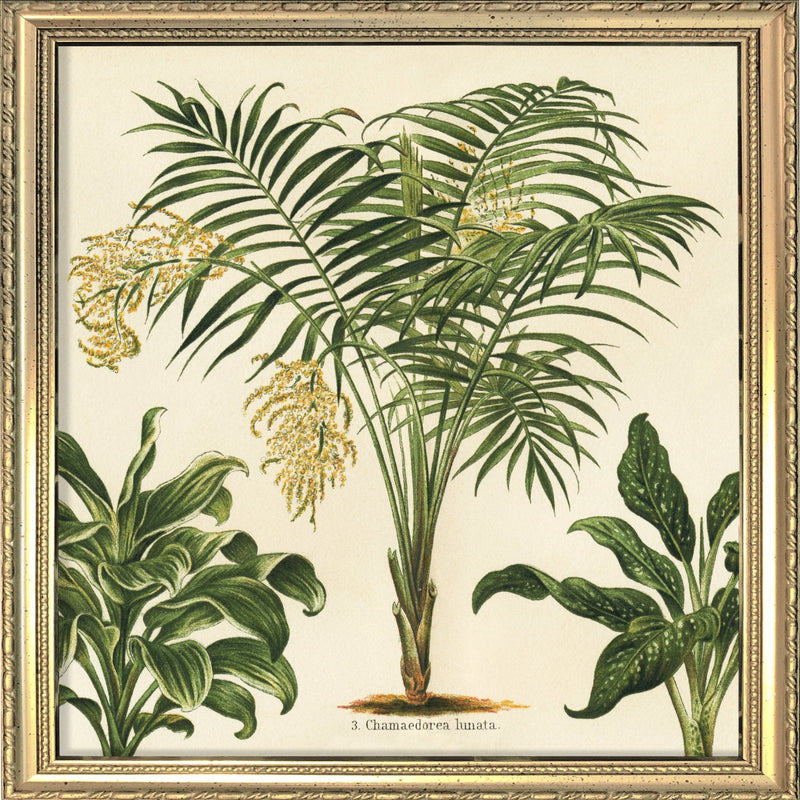 Chamaedorea Lunata. Mini Print
