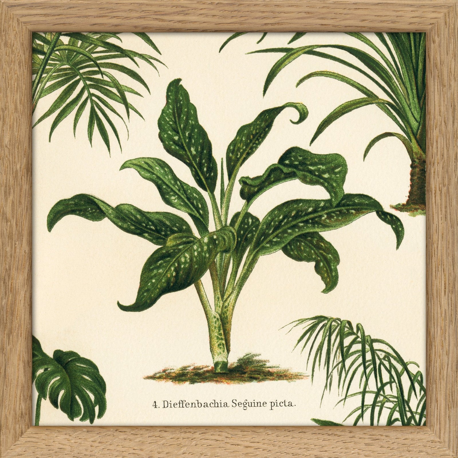 dieffenbachia picta description Dieffenbachia Seguine Picta. Mini Print – The Dybdahl Co