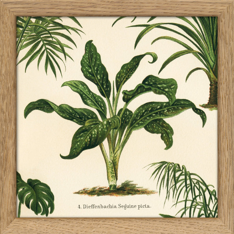 dieffenbachia picta plant Dieffenbachia Seguine Picta. Mini Print