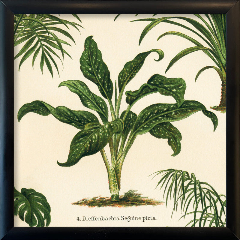 Dieffenbachia Seguine Picta. Mini Print