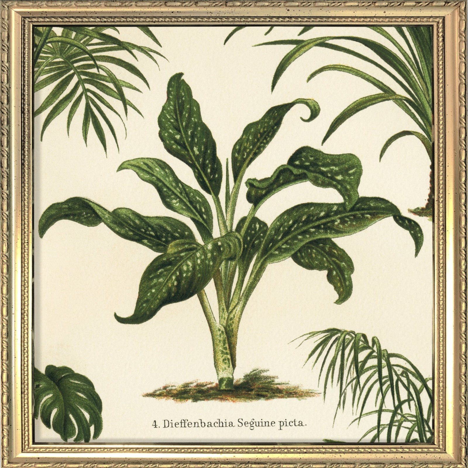 Dieffenbachia Seguine Picta. Mini Print – The Dybdahl Co.