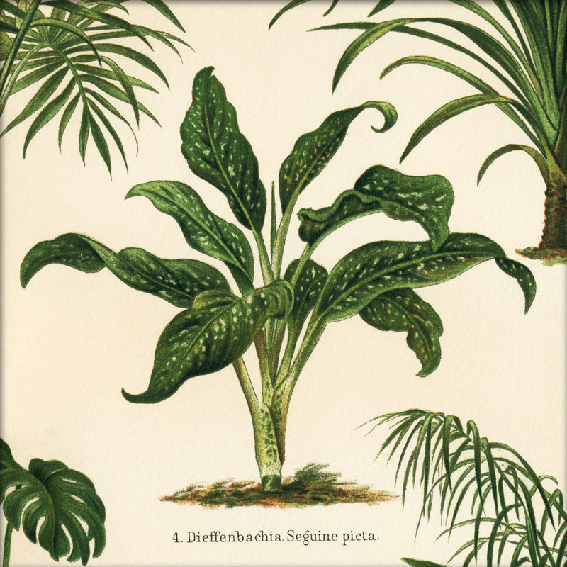 Dieffenbachia Seguine Picta. Mini Print