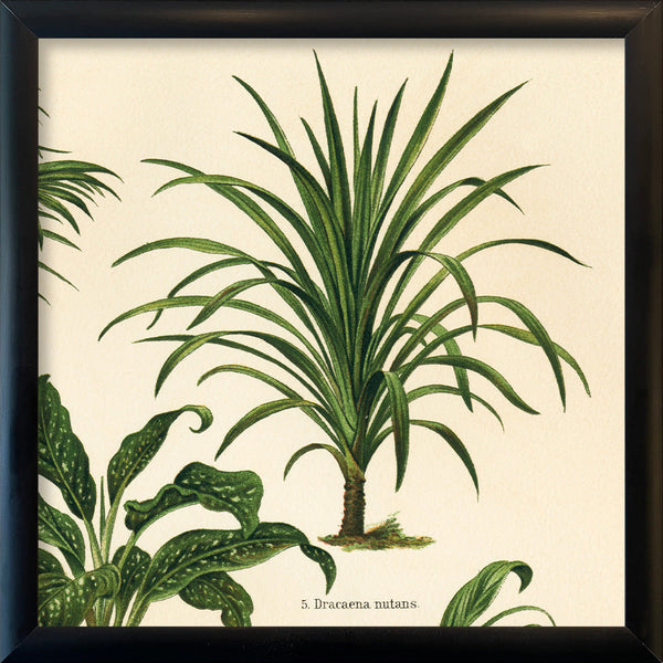 Dracaena Nutans. Mini Print
