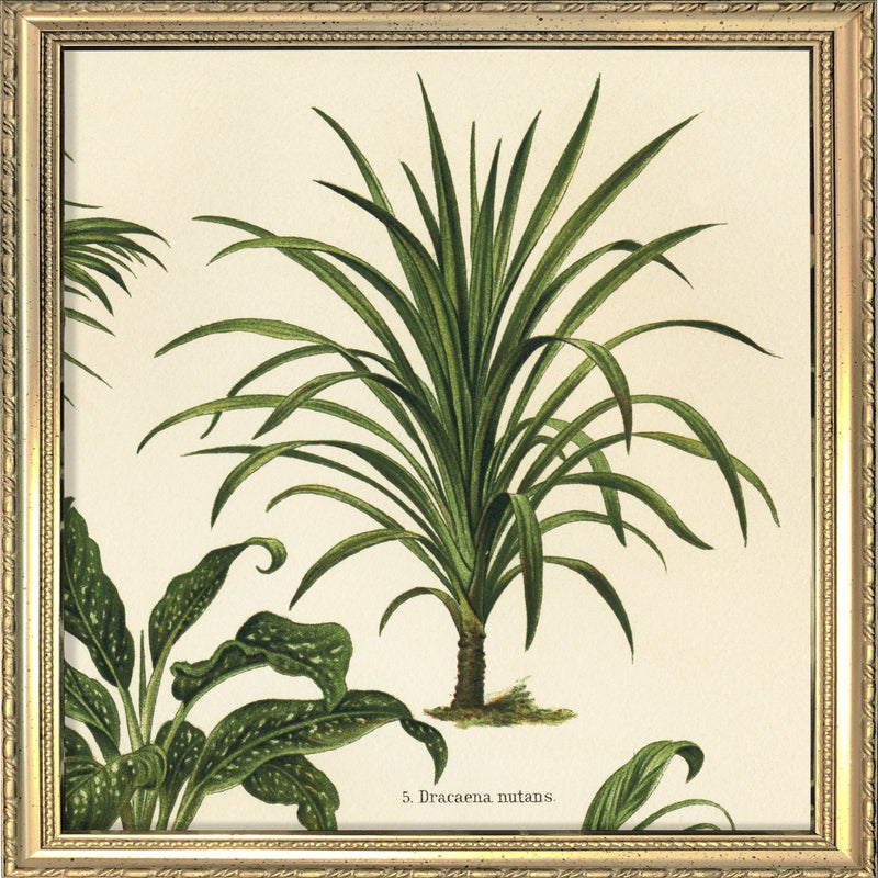 Dracaena Nutans. Mini Print