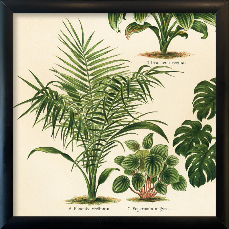 Phoenix Reclinata, Peperoni Argyrea And Dracena Regina. Mini Print