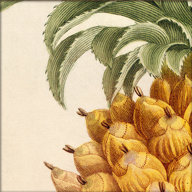 Pineapple Close Up. Mini Print