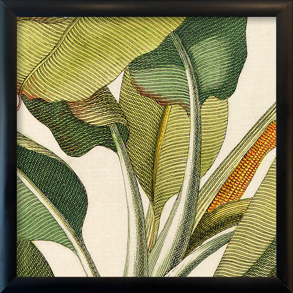 Musa Caudice Viridi Close Up. Mini Print