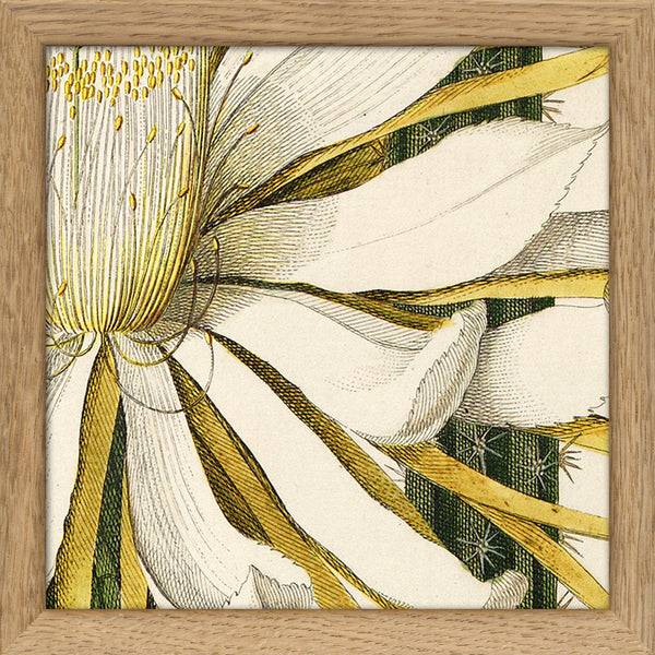 Cereus Flower. Mini Print