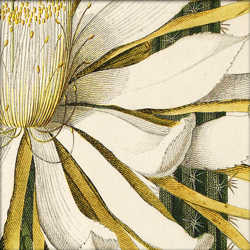 Cereus Flower. Mini Print