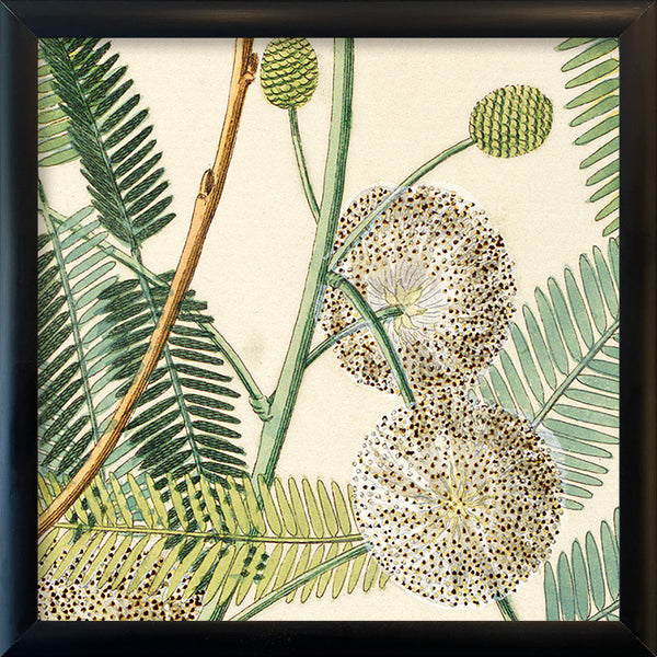 Acacia Close Up. Mini Print