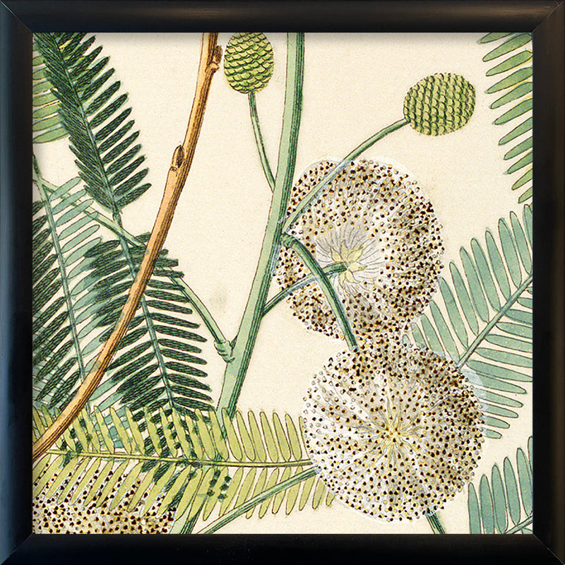 Acacia Close Up. Mini Print