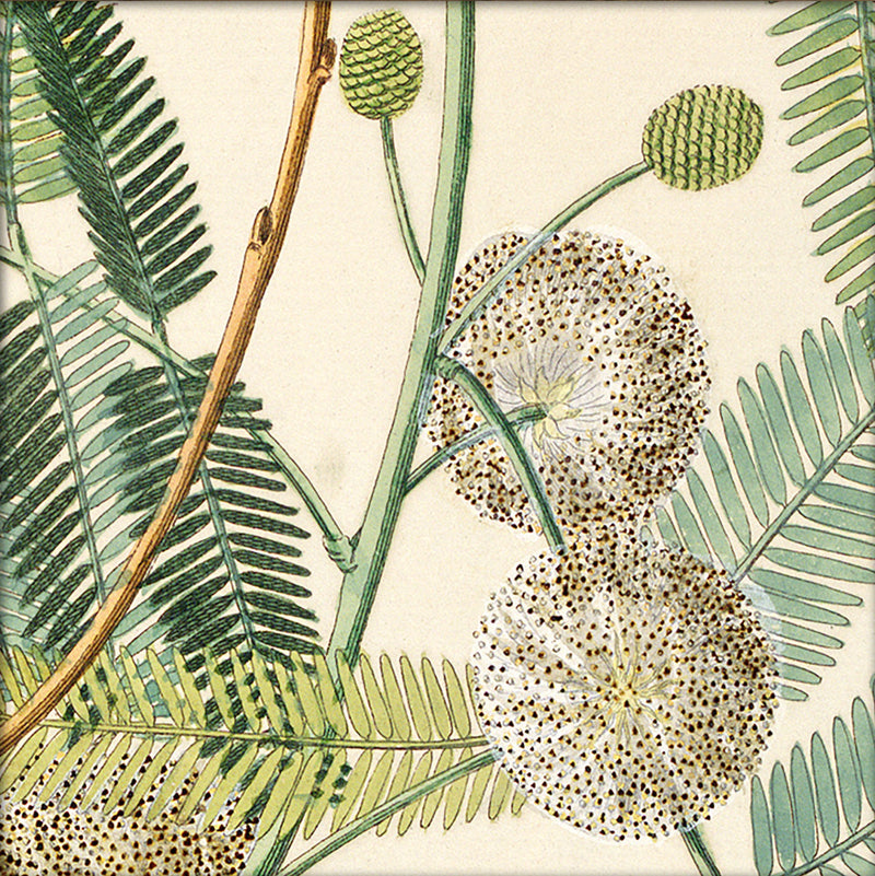 Acacia Close Up. Mini Print