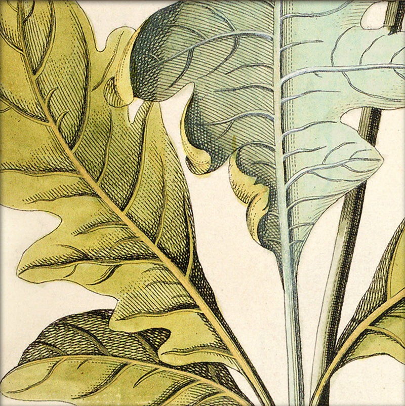 Bocconia Close Up. Mini Print