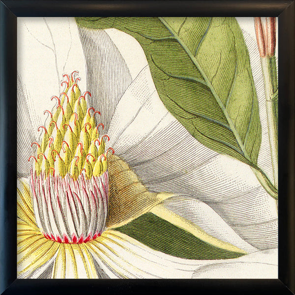 Magnolia Close Up. Mini Print