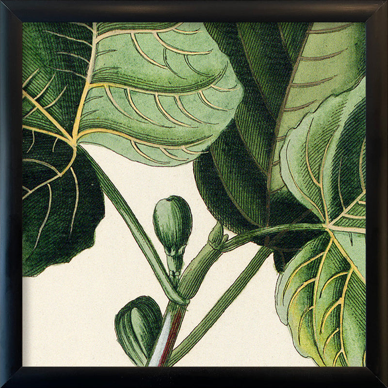 Ficus Foliis Palmatis Close Up. Mini Print