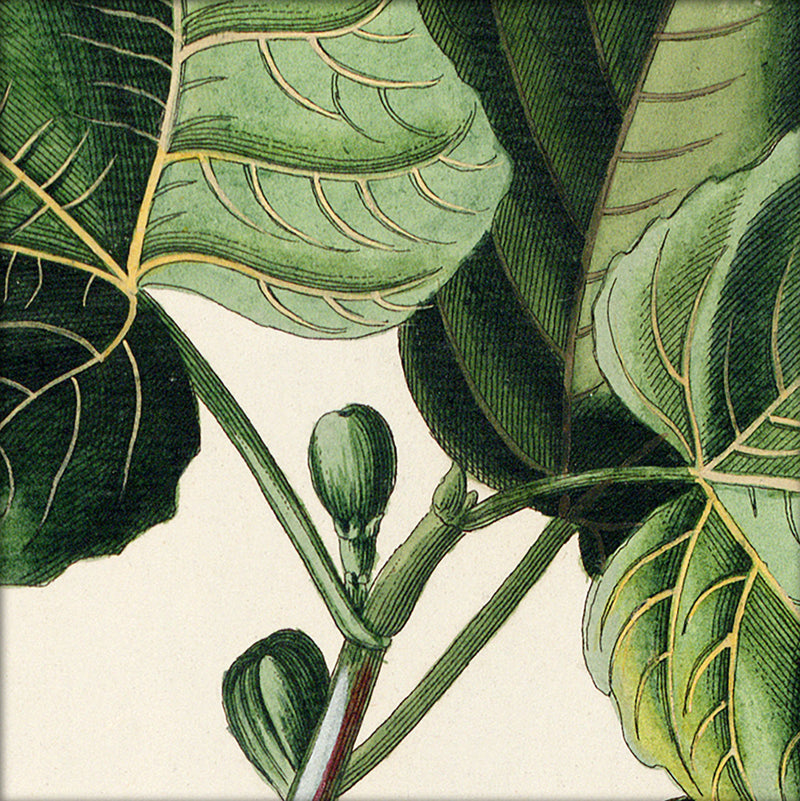 Ficus Foliis Palmatis Close Up. Mini Print