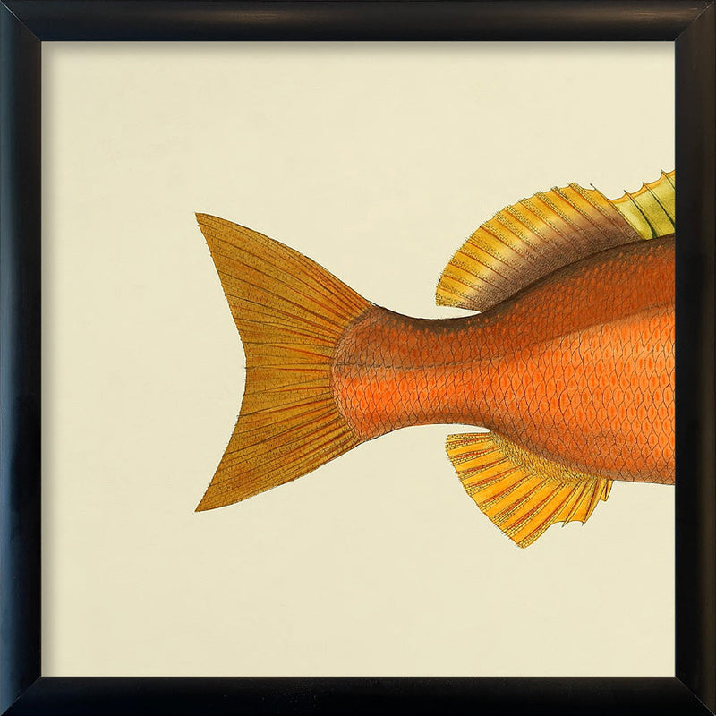 Orange Fish Tail. Mini Print