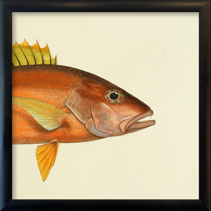Orange Fish Head. Mini Print