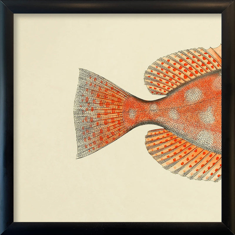 Blotched Bigeye (Priacanthus Carolinus) Tail. Mini Print