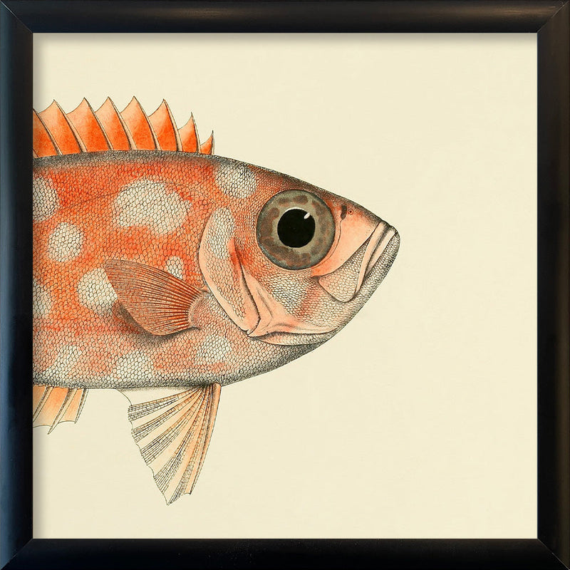 Blotched Bigeye (Priacanthus Carolinus) Head. Mini Print