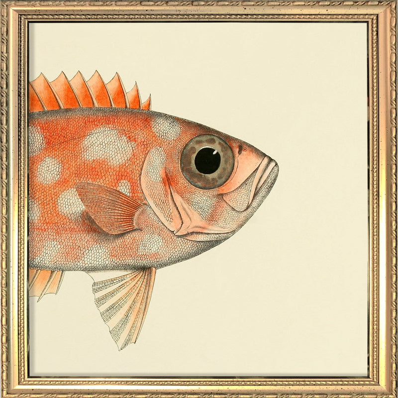 Blotched Bigeye (Priacanthus Carolinus) Head. Mini Print