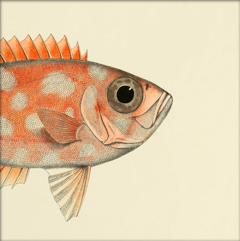 Blotched Bigeye (Priacanthus Carolinus) Head. Mini Print