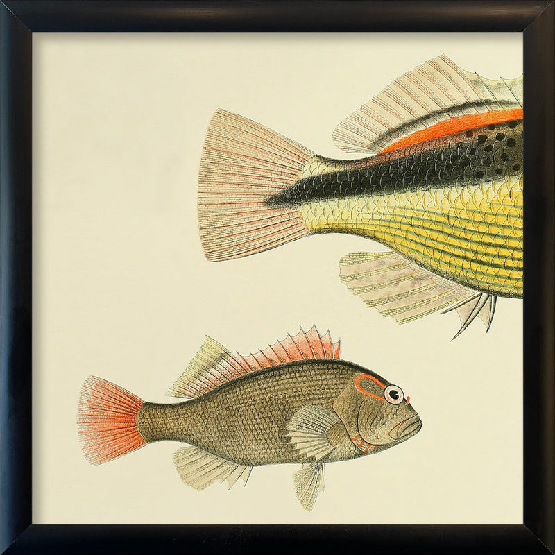 Hawkfish (Cirrhites Forsteri) Small and Tail. Mini Print