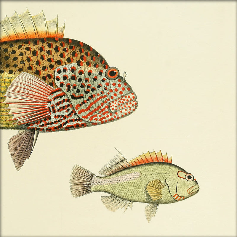 Hawkfish (Cirrhistes Forsteri) Head and (Cirrhites Arcatus). Mini Print