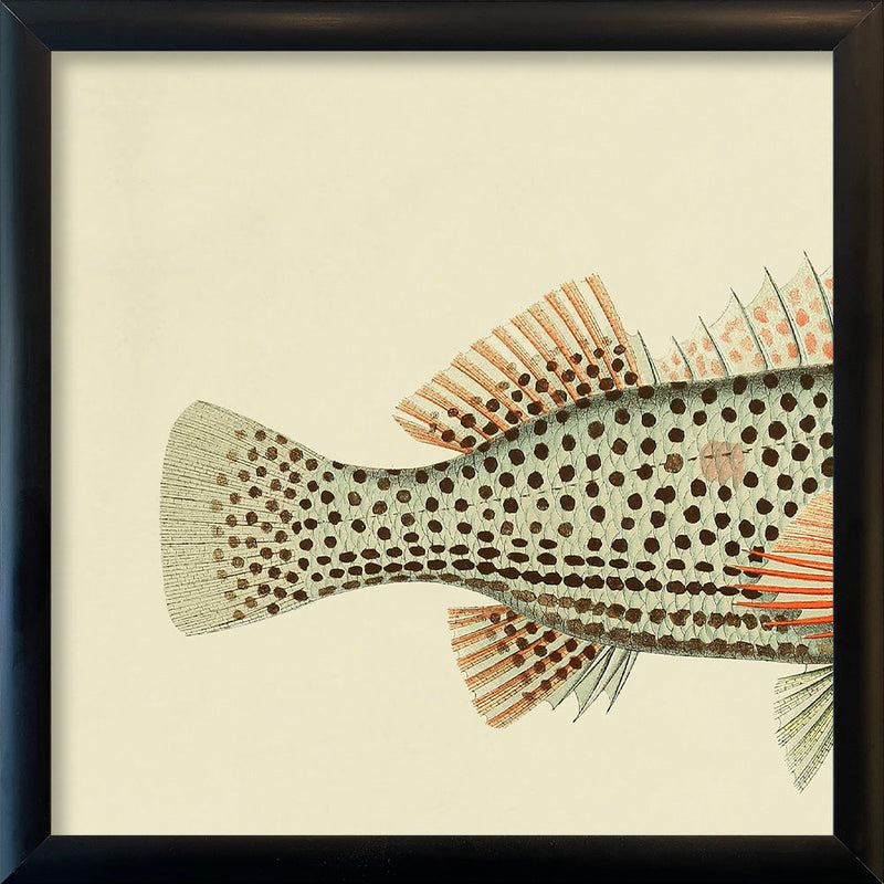 Hawkfish (Cirrhites Polytictus) Tail. Mini Print