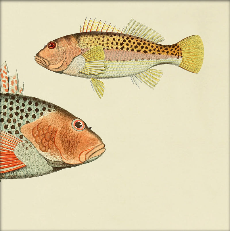 Hawkfish (Cirrhites Polytictus) Head and (Cirrhites Hemistictus). Mini Print