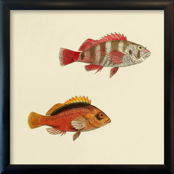 Two Hawkfish (Cirrhites Cinctus and Melanotus). Mini Print