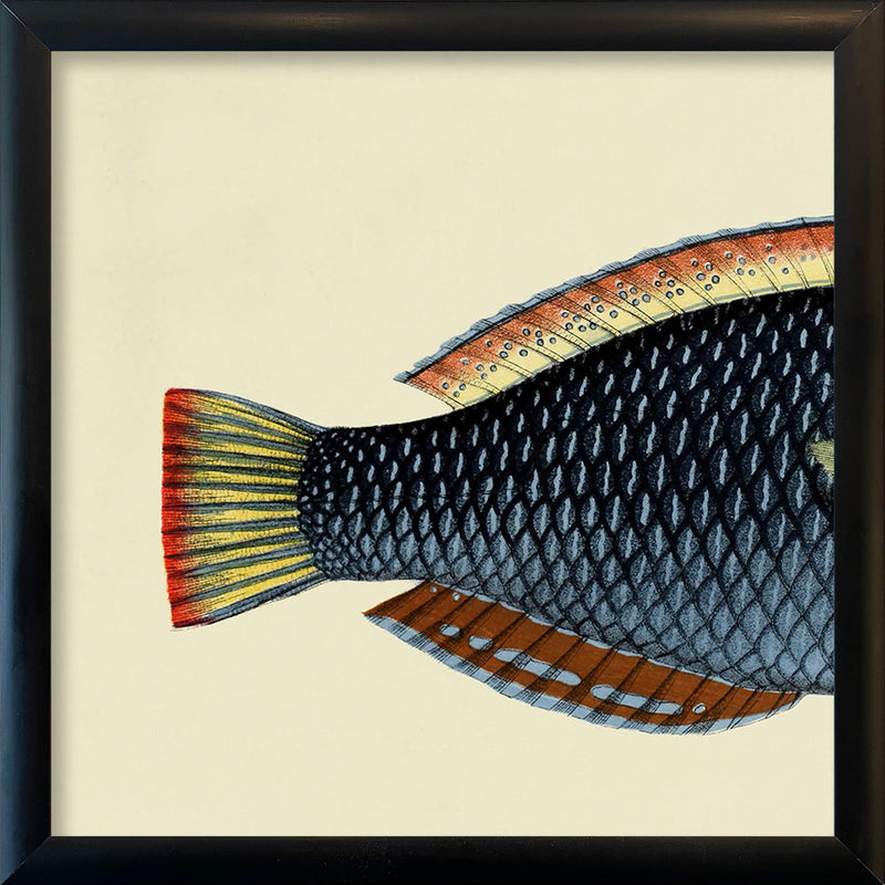 Spotted Wrasse (Anampses Diadematus) Tail. Mini Print