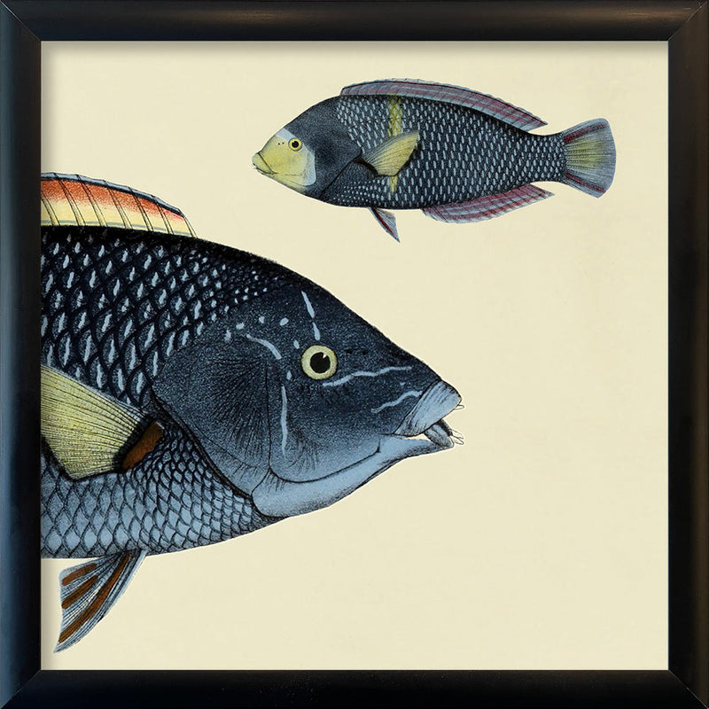 Spotted Wrasse (Anampses Diadematus) Head and Small. Mini Print