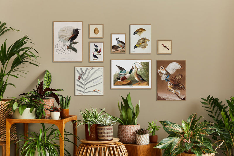 La Caeligene Hummingbird. Mini Print