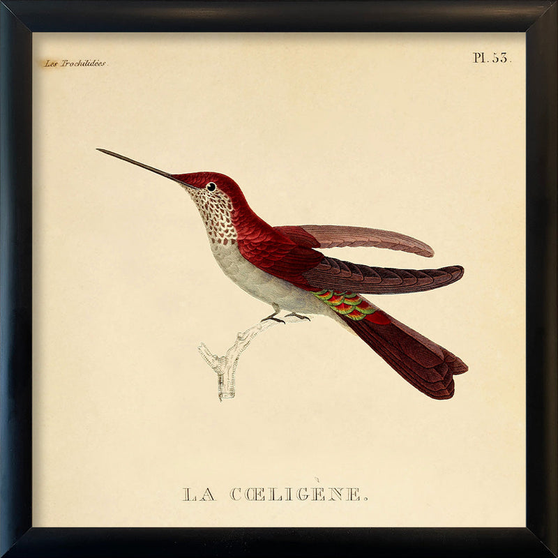 La Caeligene Hummingbird. Mini Print
