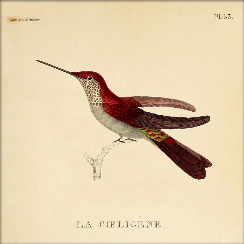 La Caeligene Hummingbird. Mini Print
