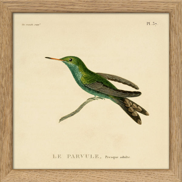 Le Parvule, Presque Adulte. Mini Print