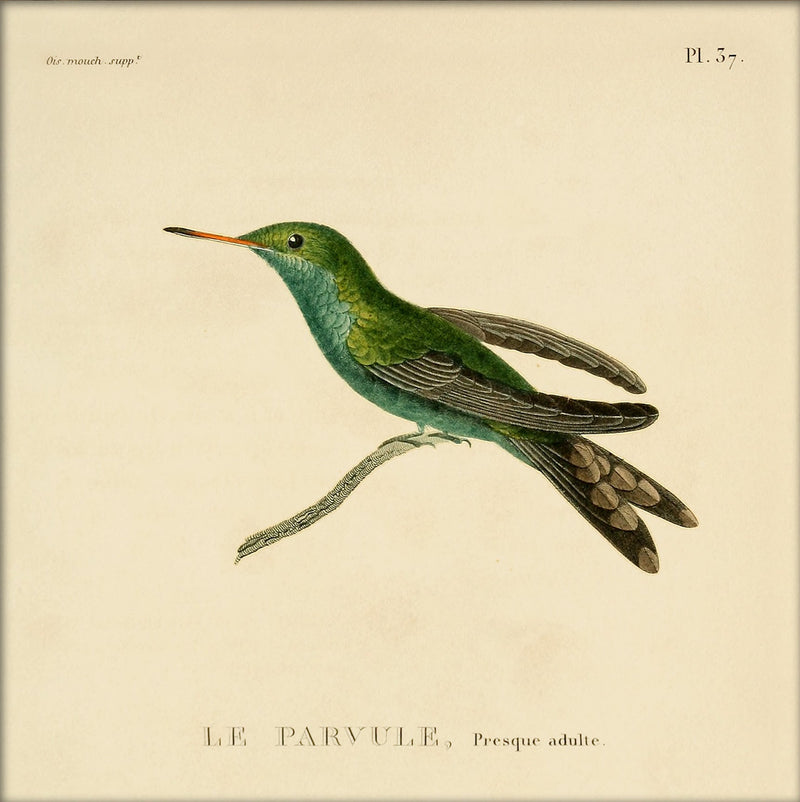 Le Parvule, Presque Adulte. Mini Print
