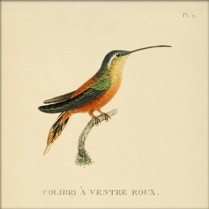 Roufus-breasted Hummingbird (Colibri à Ventre Roux). Mini Print