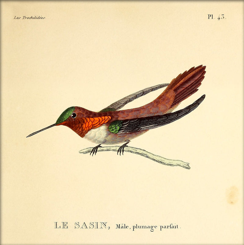 Allens Hummingbird (Le Sasin). Mini Print