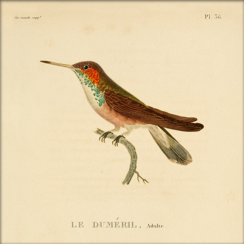 Le Duméril Hummingbird. Mini Print