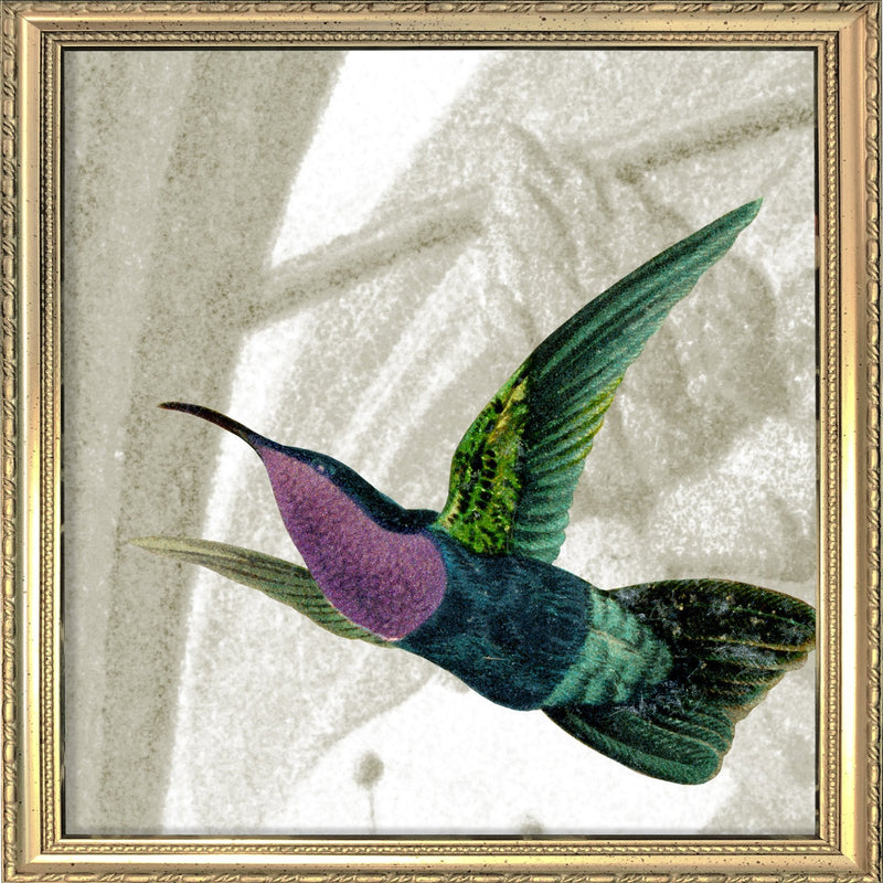 Flying Purple and Green Hummingbird. Mini Print