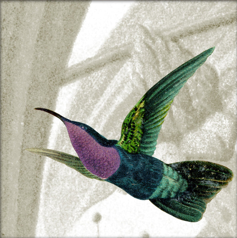 Flying Purple and Green Hummingbird. Mini Print