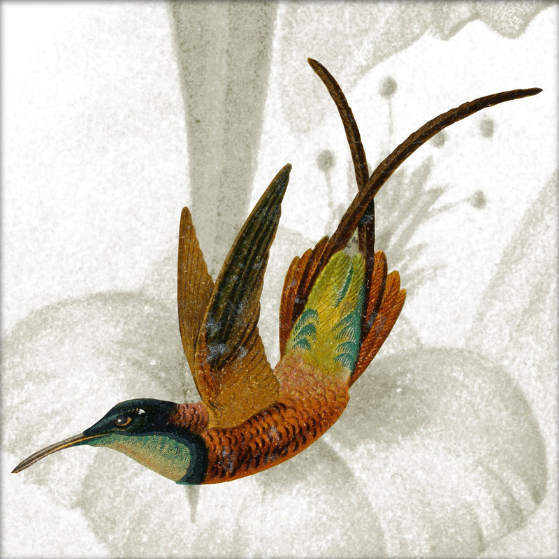 Brown Hummingbird. Mini Print