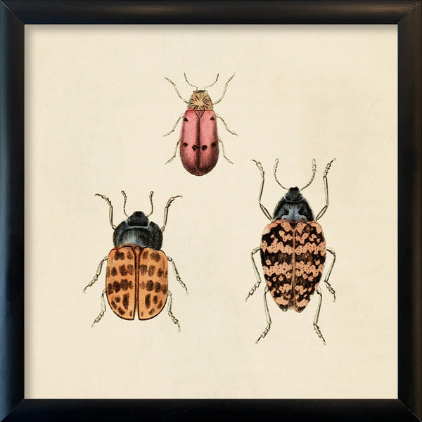 Three Beetles. Mini Print