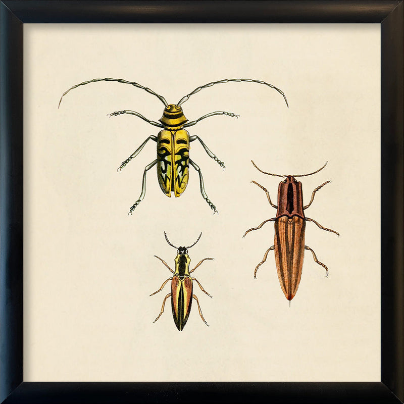 Three Beetles. Mini Print