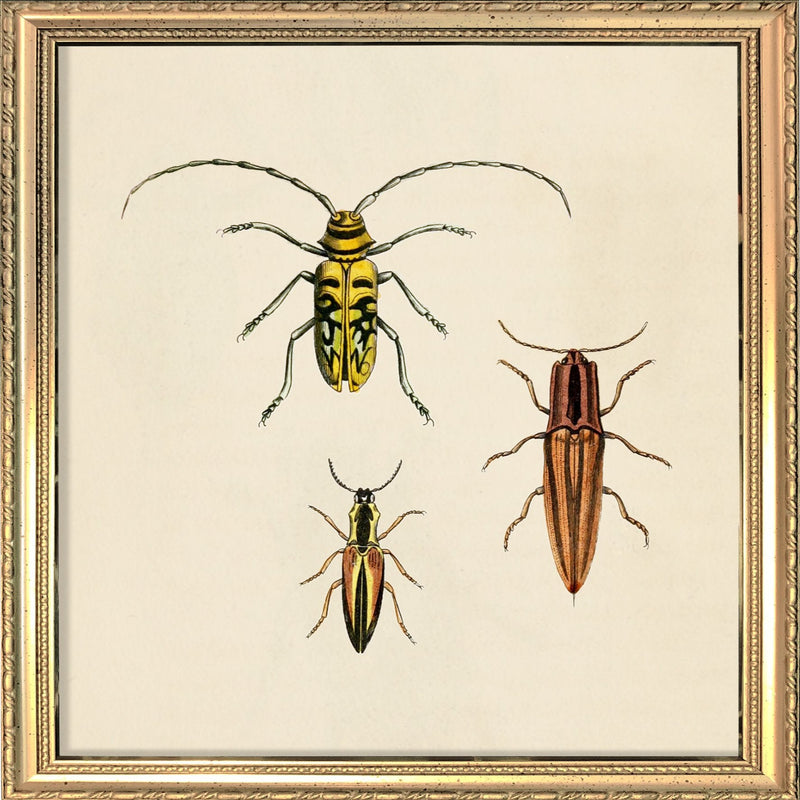 Three Beetles. Mini Print