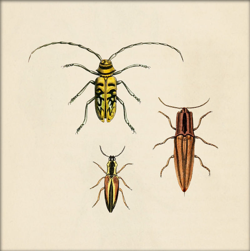 Three Beetles. Mini Print