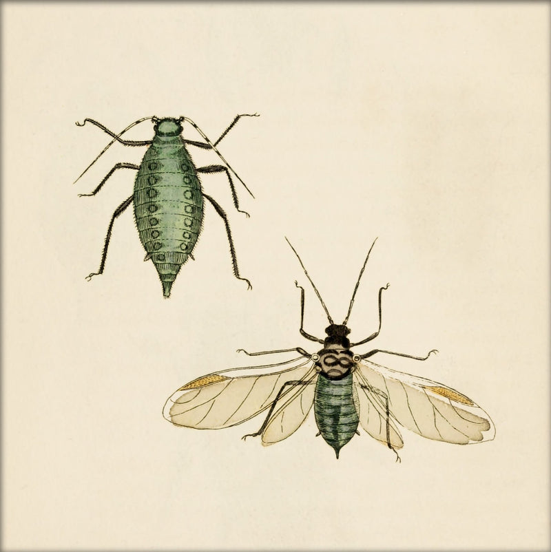 Two Green Insects. Mini Print