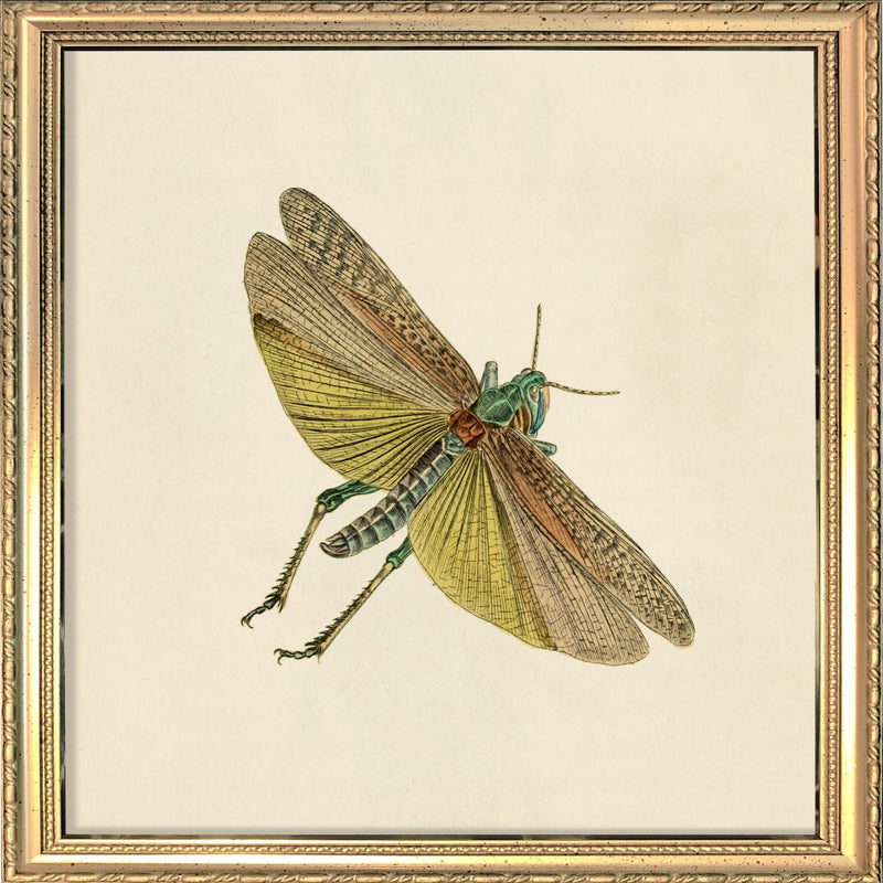 Green Moth. Mini Print